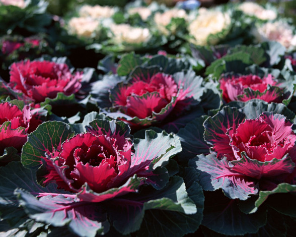 Обои картинки фото цветы, декоративная, капуста