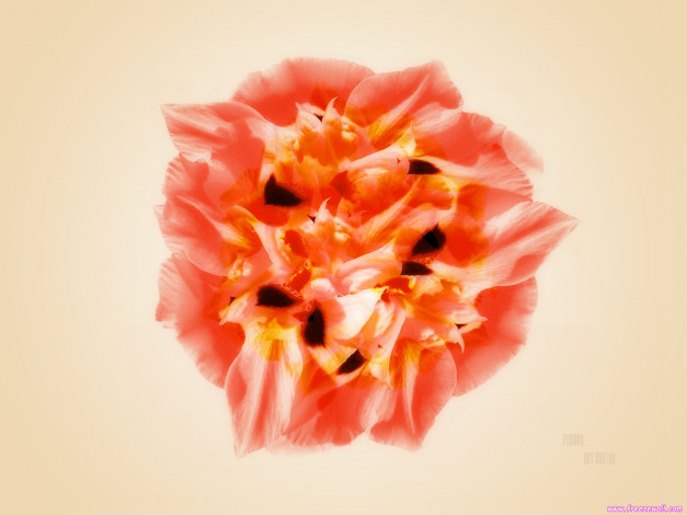 Обои картинки фото цветы