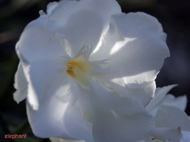 Обои картинки фото цветы, бальзамины