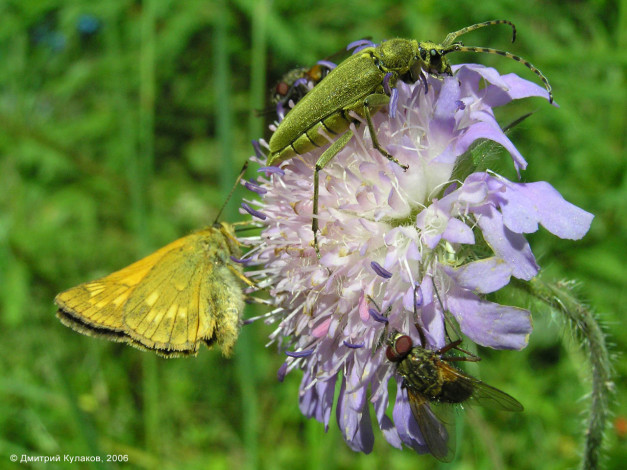 Обои картинки фото животные, насекомые
