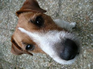 Картинка животные собаки