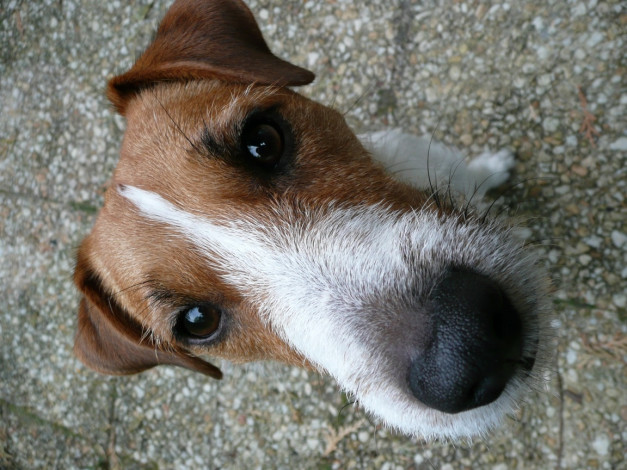 Обои картинки фото животные, собаки