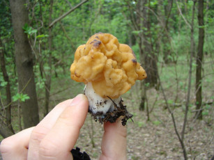 Картинка еда грибы грибные блюда