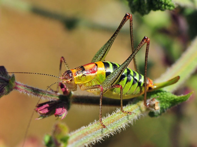 Обои картинки фото животные, насекомые