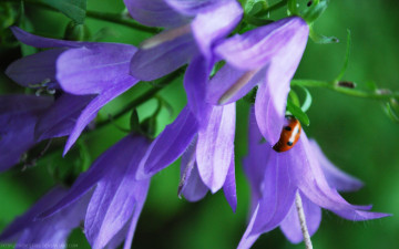 Картинка цветы колокольчики