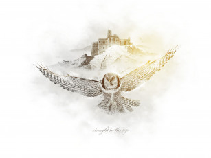 Картинка животные совы