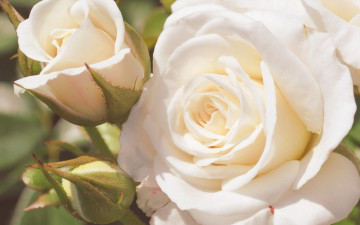 Картинка цветы розы