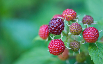 обоя природа, Ягоды