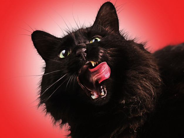 Обои картинки фото животные, коты