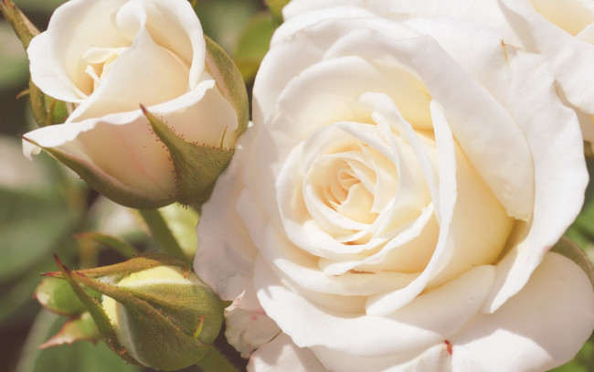 Обои картинки фото цветы, розы