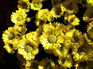 обоя цветы, хризантемы, жделтый, тёмный