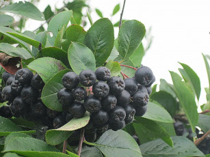 Картинка природа Ягоды осень листья