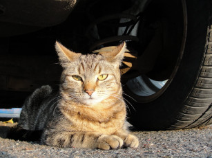 Картинка животные коты