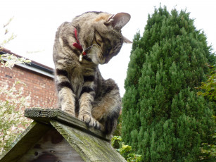 Картинка животные коты ошейник cat