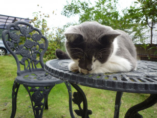 Картинка животные коты стол