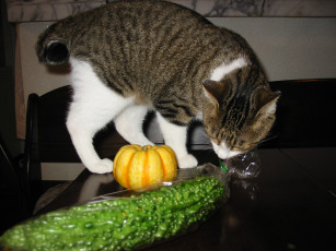 Картинка животные коты тыква