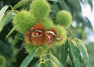 Картинка природа шишки жёлуди каштаны ветки листья