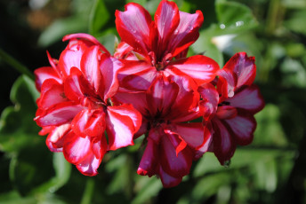 Картинка цветы герань капли лепестки