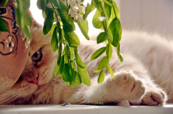 обоя авт, nezabudka, fn, животные, коты, рыжий, кот