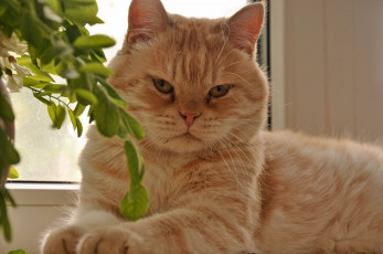 обоя авт, nezabudka, fn, животные, коты, рыжий, кот