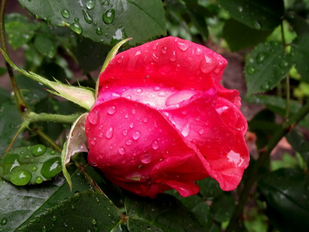 Обои картинки фото цветы, розы, капли, бутон