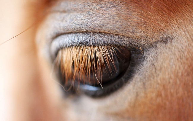 Обои картинки фото разное, глаза, лошадь, ресницы