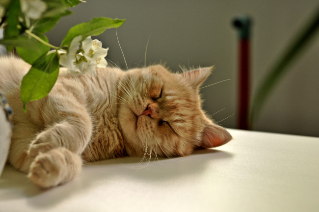 Обои картинки фото авт, nezabudka, fn, животные, коты, рыжий, кот