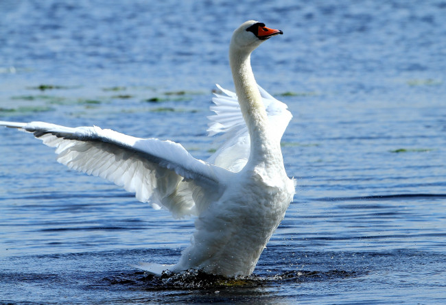 Обои картинки фото животные, лебеди, взмах, белый, крылья