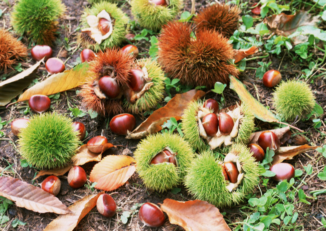 Обои картинки фото природа, шишки, жёлуди, каштаны, листья, трава