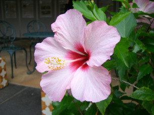 Картинка цветы гибискусы