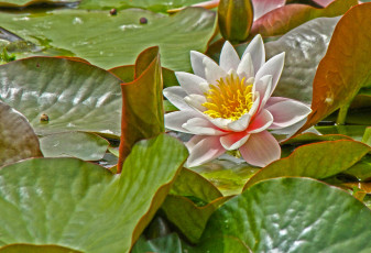 Картинка цветы лилии водяные нимфеи кувшинки лепестки листья