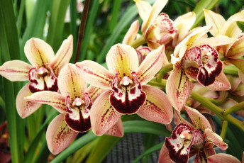 Картинка цветы орхидеи ветка экзотика