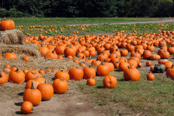 Картинка еда тыква тыквы сено поле