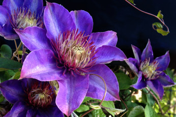 Картинка цветы клематис ломонос фиолетовый лепестки