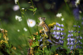 Картинка животные бурундуки луг травы зверек