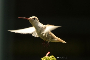 Картинка животные колибри фон цветок