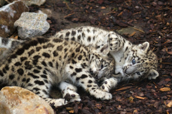 Картинка животные снежный барс ирбис малыши игра