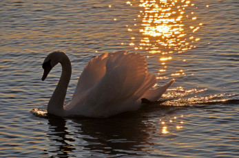 Картинка животные лебеди закат вода шипун грация