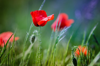 Картинка цветы маки красный