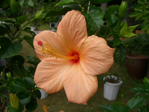 Обои картинки фото цветы, гибискусы