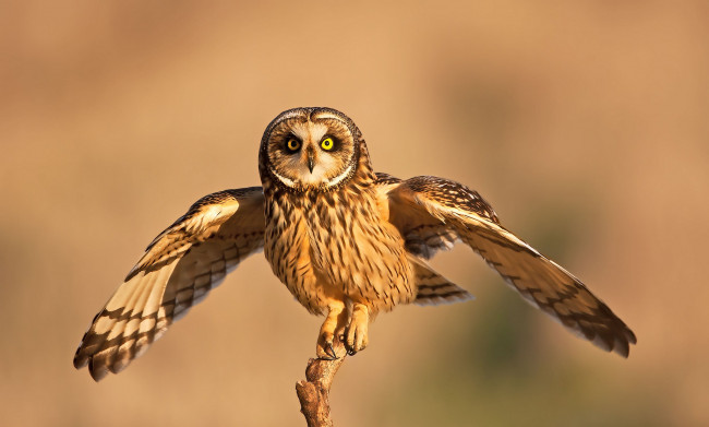 Обои картинки фото животные, совы, крылья