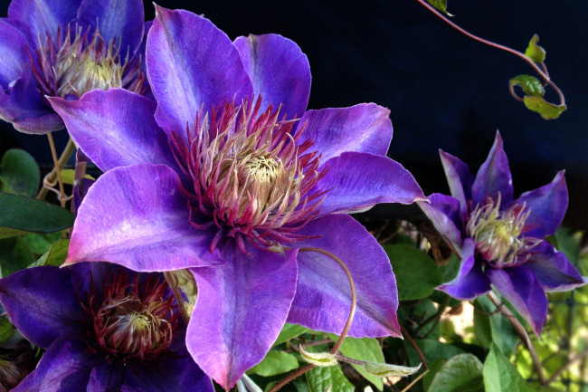 Обои картинки фото цветы, клематис, ломонос, фиолетовый, лепестки