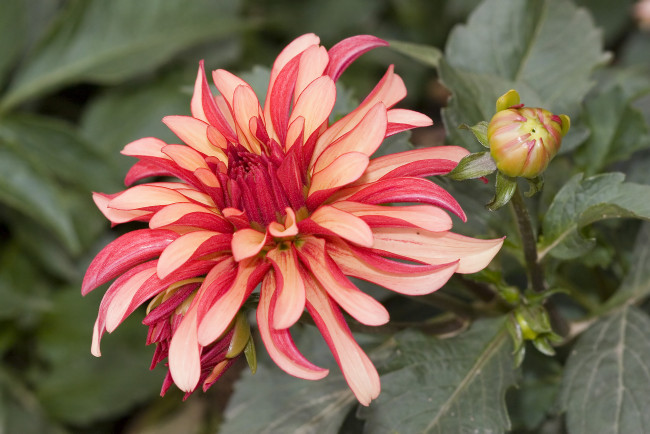 Обои картинки фото цветы, георгины