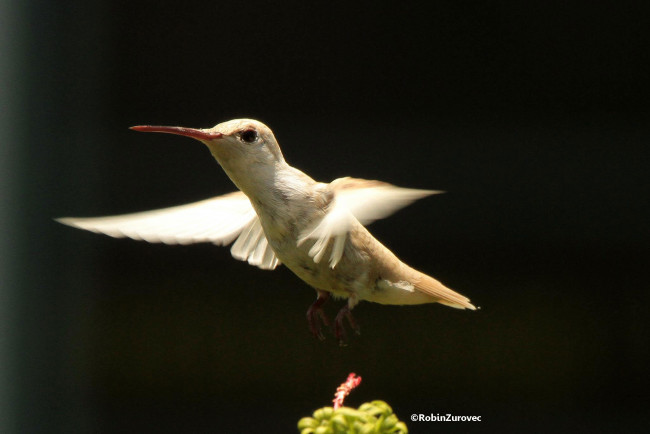 Обои картинки фото животные, колибри, фон, цветок