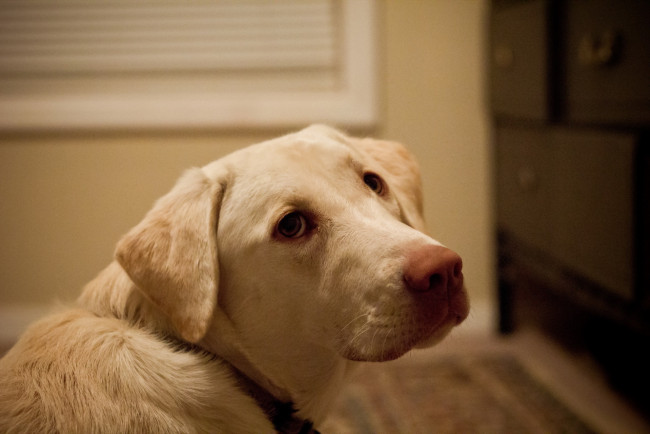 Обои картинки фото животные, собаки, взгляд