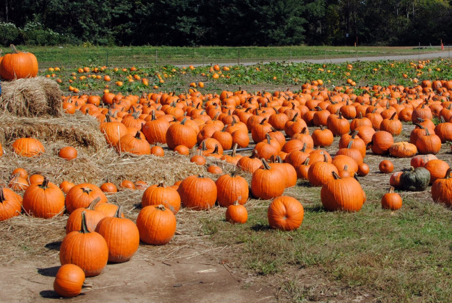 Обои картинки фото еда, тыква, тыквы, сено, поле