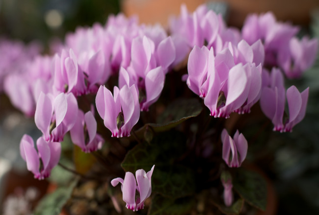 Обои картинки фото цветы, цикламены, розовый