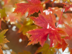 Картинка календари природа осень клен