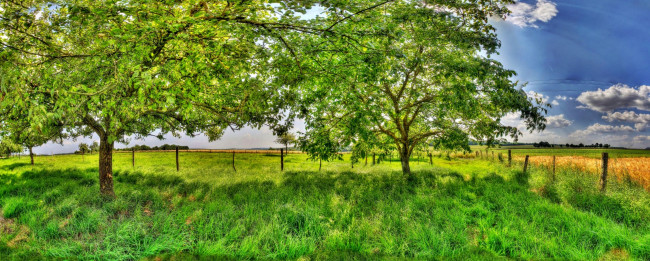 Обои картинки фото природа, пейзажи, изгородь, деревья, трава, облака, поле