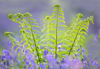 Картинка природа листья папоротник